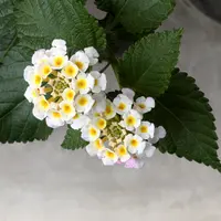 ランタナ様☆ 専用ページ☆ ランタナの写真｜植物図鑑｜みんなの趣味の園芸