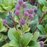 シャリンバイの種類（原種、品種）｜植物図鑑｜みんなの趣味の園芸