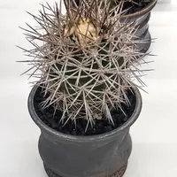 コピアポアのそだレポ（栽培レポート）｜植物図鑑｜みんなの趣味