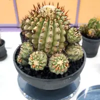 コピアポア黒王丸の基本情報・育て方|多肉植物・サボテン図鑑 コピアポア黒王丸の基本情報・育て方|多肉植物・サボテン図鑑