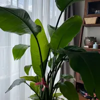 ストレリチアの育て方・栽培方法|植物図鑑|みんなの趣味の園芸 ストレリチアの育て方・栽培方法|植物図鑑|みんなの趣味の園芸