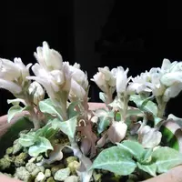 シュスランとは｜育て方がわかる植物図鑑｜みんなの趣味の園芸