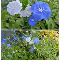 エボルブルス（アメリカンブルー）とは｜育て方がわかる植物図鑑