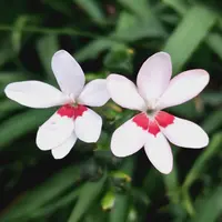 mizu ヒオウギ（日扇） 楽天市場】ヒメヒオウギの通販