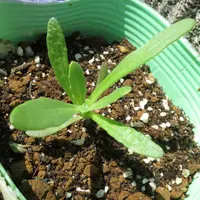 ディモルフォセカの種類（原種、品種）｜植物図鑑｜みんなの趣味