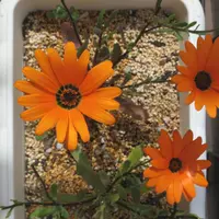 ディモルフォセカとは｜育て方がわかる植物図鑑｜みんなの趣味の