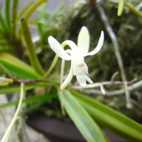 フウランとは｜育て方がわかる植物図鑑｜みんなの趣味の園芸