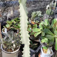白樺キリン ユーフォルビア白樺キリンの基本情報・育て方｜多肉植物
