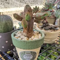 白樺キリン ユーフォルビア白樺キリンの基本情報・育て方｜多肉植物