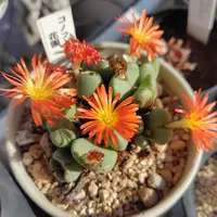 コノフィツムとは｜育て方がわかる植物図鑑｜みんなの趣味の園芸（NHK