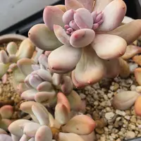パキフィツムとは｜育て方がわかる植物図鑑｜みんなの趣味の園芸