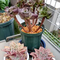 アエオニウムの育て方・栽培方法｜植物図鑑｜みんなの趣味の園芸（NHK