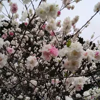 ハナモモの写真｜植物図鑑｜みんなの趣味の園芸