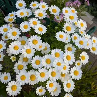 ノースポール（クリサンセマム）とは｜育て方がわかる植物図鑑