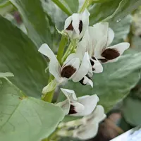ソラマメのそだレポ（栽培レポート）｜植物図鑑｜みんなの趣味の園芸