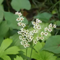 タンチョウソウとは｜育て方がわかる植物図鑑｜みんなの趣味の園芸