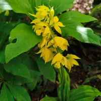 日本エビネ花譜 第4巻 補遺(春・夏咲き種他(高橋勝雄) / 間島