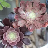 アエオニウムの育て方・栽培方法｜植物図鑑｜みんなの趣味の園芸（NHK