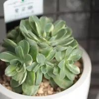 お得な情報満載 アエオニウムの育て方・栽培方法｜植物図鑑｜みんなの趣味の園芸 アエオニウム