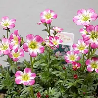 雲間草のそだレポ(栽培レポート)|植物図鑑|みんなの趣味の園芸 雲間草のそだレポ(栽培レポート)|植物図鑑|みんなの趣味の園芸