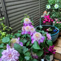 昨日、通販でお迎えしたコノフィツムです|園芸日記byうめ 昨日、通販でお迎えしたコノフィツムです|園芸日記byうめ