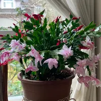 シャコバサボテンの写真|植物図鑑|みんなの趣味の園芸 シャコバサボテンの写真|植物図鑑|みんなの趣味の園芸