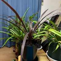 コルジリネの育て方・栽培方法|植物図鑑|みんなの趣味の園芸 コルジリネの育て方・栽培方法|植物図鑑|みんなの趣味の園芸