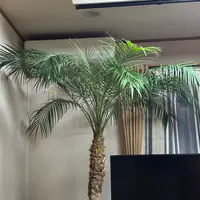 フェニックス・ロベレニー 観葉植物