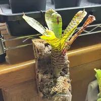 ネオレゲリアとは｜育て方がわかる植物図鑑｜みんなの趣味の園芸（NHK
