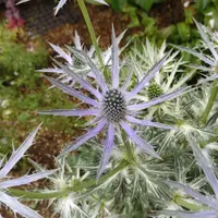 エリンジウム（エリンジューム）とは｜育て方がわかる植物図鑑