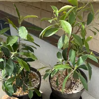 ガジュマルの種類（原種、品種）｜植物図鑑｜みんなの趣味の園芸
