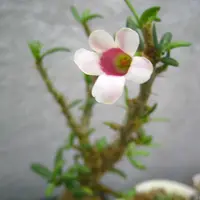 パキポディウム'タッキー'の基本情報・育て方｜多肉植物・サボテン図鑑