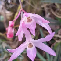セッコクとは｜育て方がわかる植物図鑑｜みんなの趣味の園芸