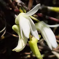 セッコクとは|育て方がわかる植物図鑑|みんなの趣味の園芸 セッコクとは|育て方がわかる植物図鑑|みんなの趣味の園芸