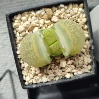 リトープスとは｜育て方がわかる植物図鑑｜みんなの趣味の園芸