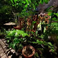 リュウビンタイの写真｜植物図鑑｜みんなの趣味の園芸