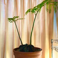 リュウビンタイの写真｜植物図鑑｜みんなの趣味の園芸