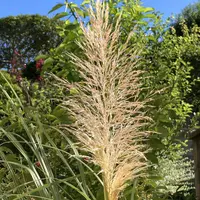 パンパスグラス 採れたて 2025.9.10 パンパスグラスの育て方・栽培方法｜植物図鑑｜みんなの趣味の園芸