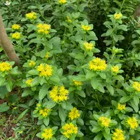 キリンソウの写真｜植物図鑑｜みんなの趣味の園芸