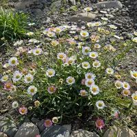 エリゲロンとは|育て方がわかる植物図鑑|みんなの趣味の園芸 エリゲロンとは|育て方がわかる植物図鑑|みんなの趣味の園芸