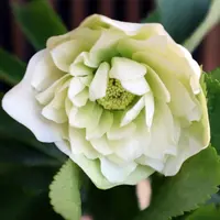 あなたにおすすめの商品 クリスマスローズの写真｜植物図鑑｜みんなの趣味の園芸 鉢花