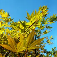 カエデ（モミジ）とは｜育て方がわかる植物図鑑｜みんなの趣味の
