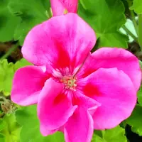 ゼラニウム（ゼラニューム）とは｜育て方がわかる植物図鑑｜みんなの