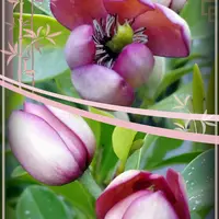 カラタネオガタマの写真｜植物図鑑｜みんなの趣味の園芸