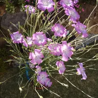 江戸茶｜園芸日記byさいちぇん｜みんなの趣味の園芸｜570201
