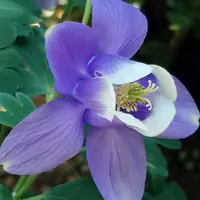江戸茶｜園芸日記byさいちぇん｜みんなの趣味の園芸｜570201