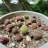 リトープスの写真｜植物図鑑｜みんなの趣味の園芸