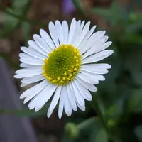 エリゲロンの育て方・栽培方法|植物図鑑|みんなの趣味の園芸 エリゲロンの育て方・栽培方法|植物図鑑|みんなの趣味の園芸