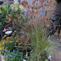 特大ペニセツム  セタケウム ☆パープルファウンテン☆入荷しました♪ 楽天市場】グラス ペニセタム パープルファウンテングラス : おぎはら