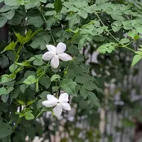 ハゴロモジャスミンの写真｜植物図鑑｜みんなの趣味の園芸